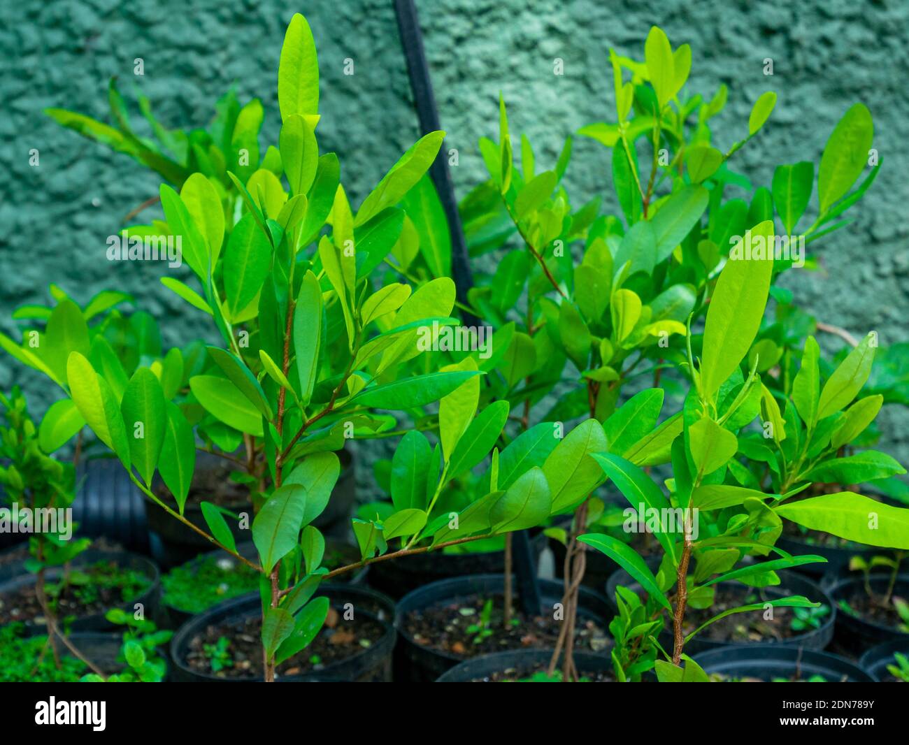 Coca Leaf Plantation (Erythroxylum coca) in the Black Pots Stock Photo