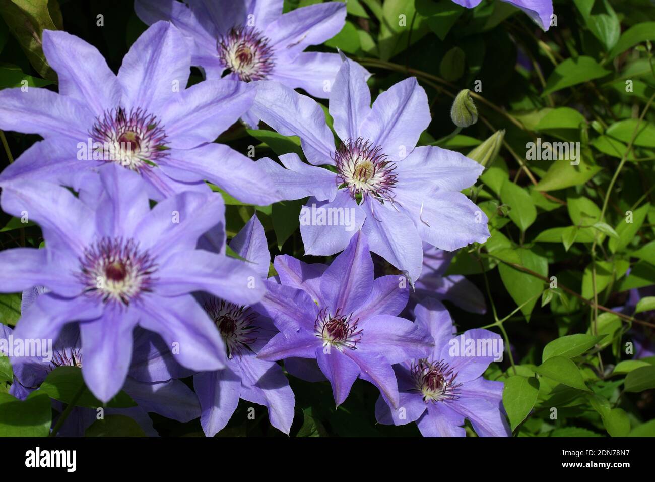Beautiful summer flowers in a vertical garden gardening. Flowers lilac