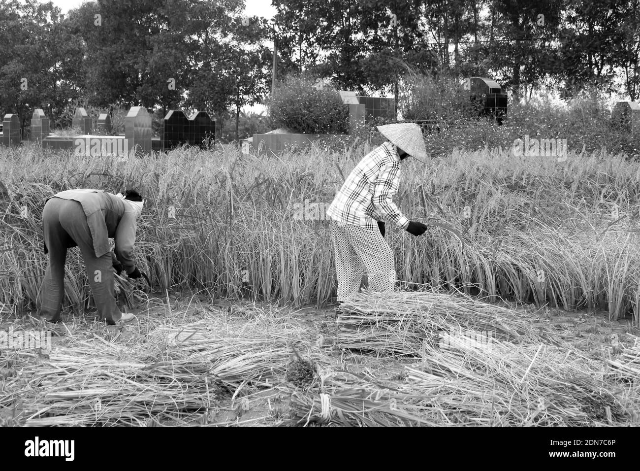 Farmers on field Black and White Stock Photos & Images - Alamy