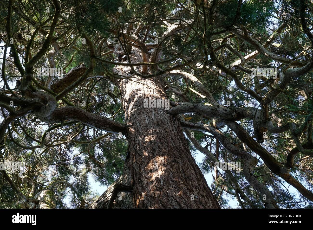 Giant sequoia, Sierra redwood, Sequoiadendron giganteum Stock Photo
