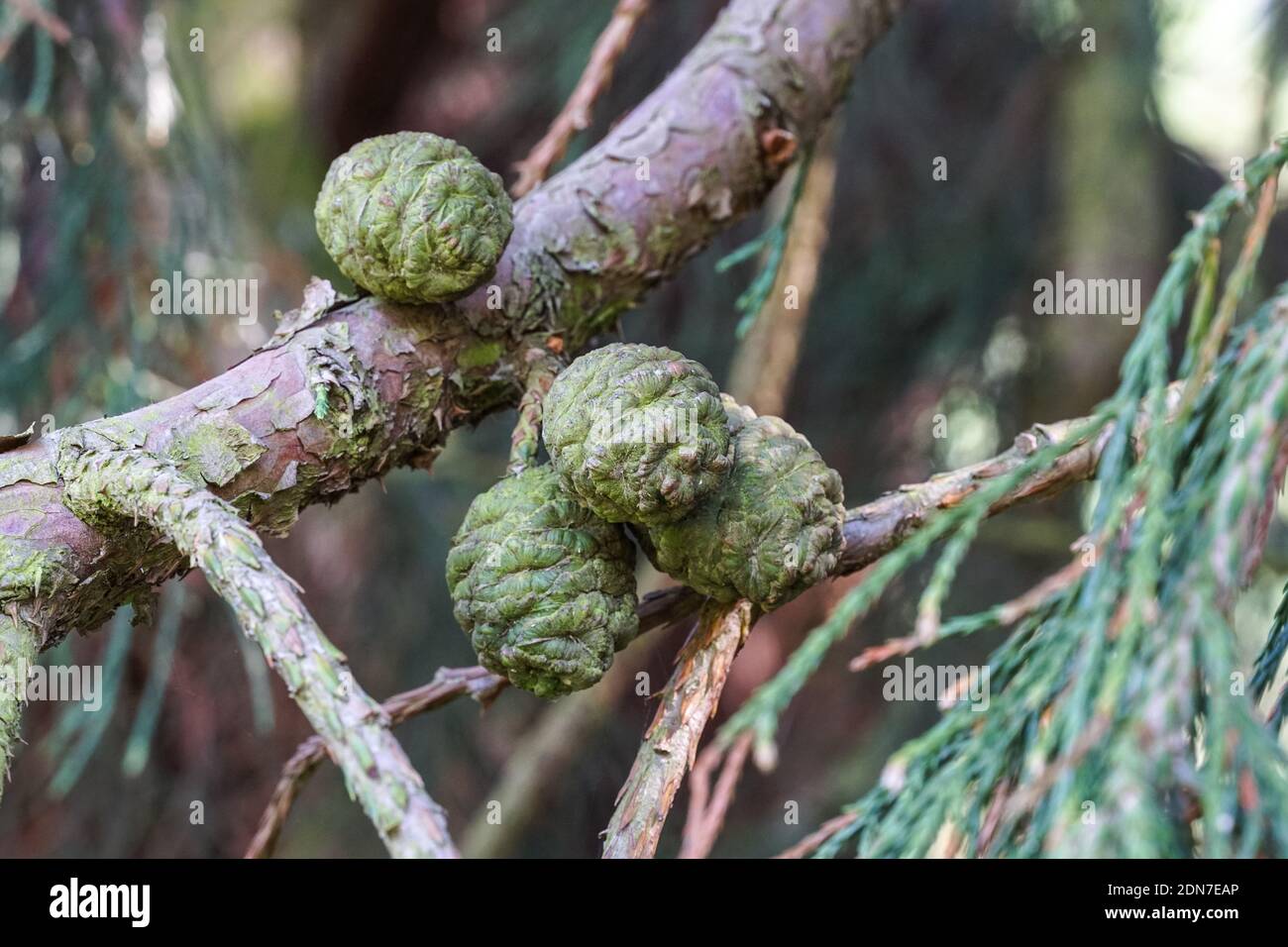 Green and closed female seed cones of Giant sequoia, Sierra redwood, Sequoiadendron giganteum Stock Photo