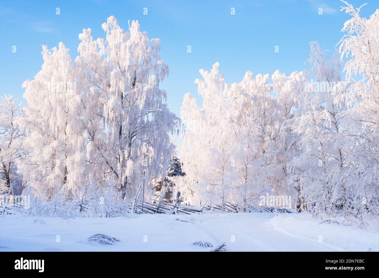 Beautiful winter landscape tree hi-res stock photography and images - Alamy