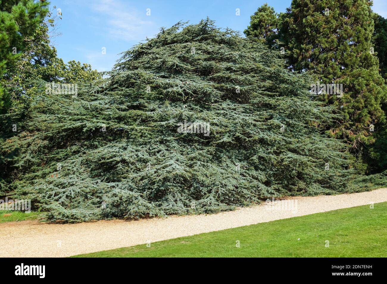 The deodar cedar, Cedrus deodara evergreen coniferous tree Stock Photo
