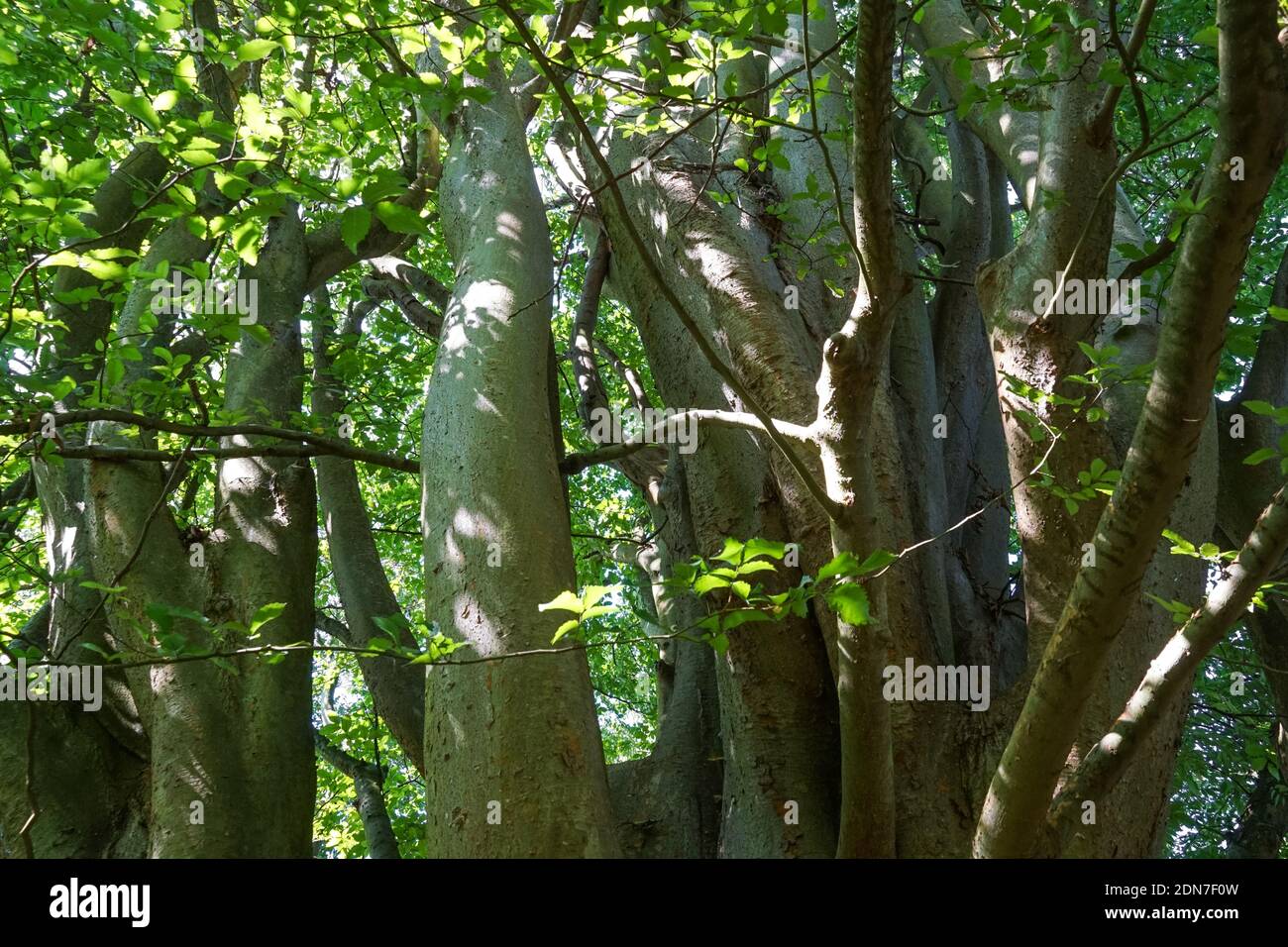 Branches of Caucasian elm, Zelkova carpinifolia Stock Photo