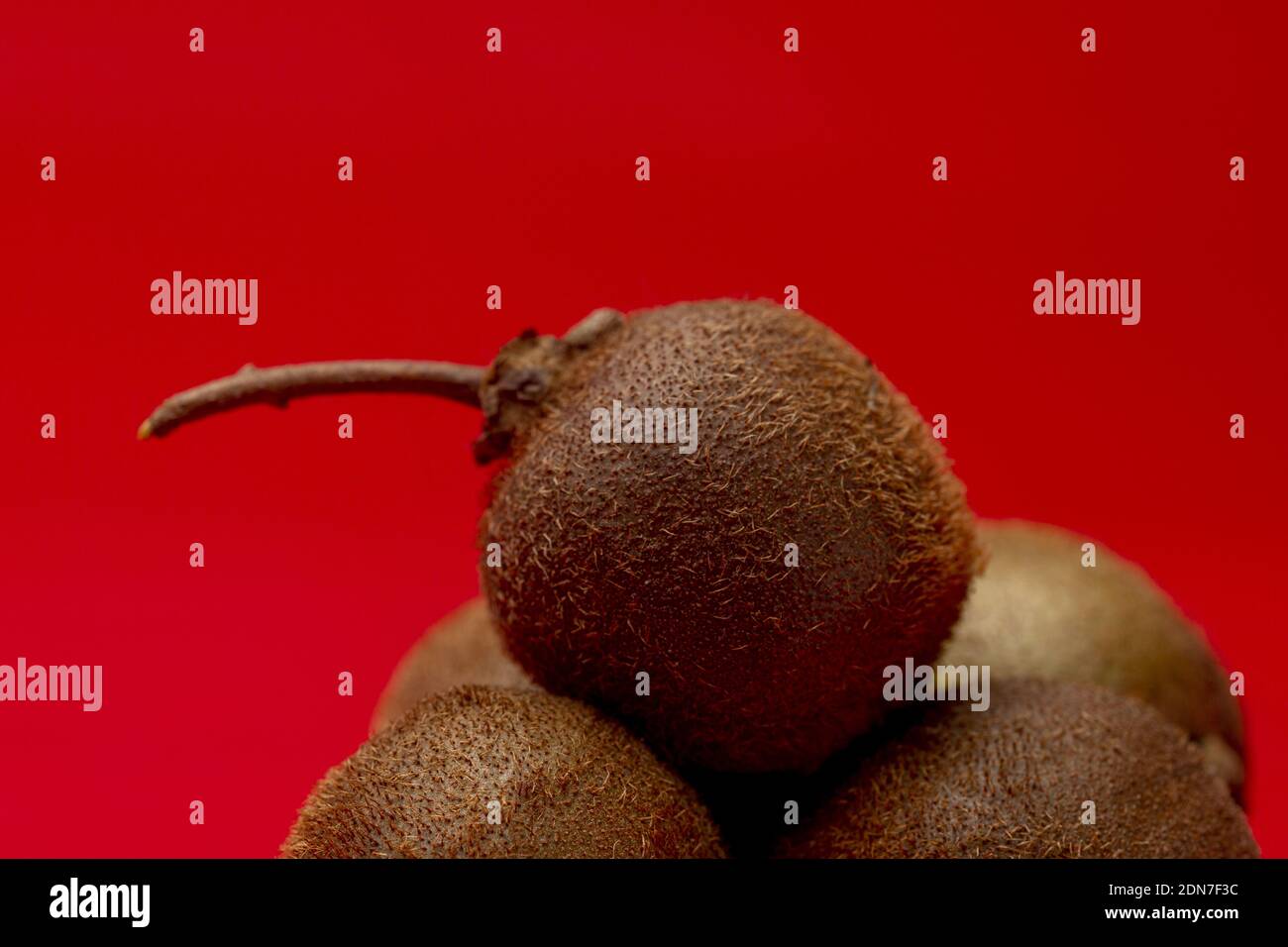 Closeup macro shot with a tiny kiwifruit of Actinidia Deliciosa Setosa species on top of others against an intense dark red background Stock Photo
