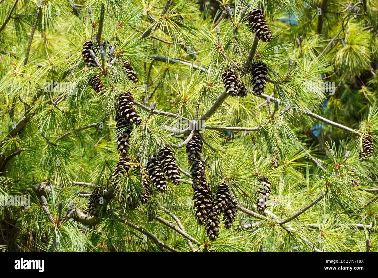 Himalayan pine, Pinus wallichiana, branch with cones Stock Photo