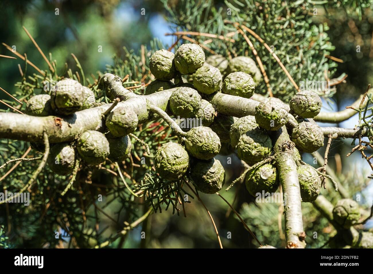 Arizona smooth bark cypress or smooth Arizona cypress, Cupressus glabra, branch with cones Stock Photo