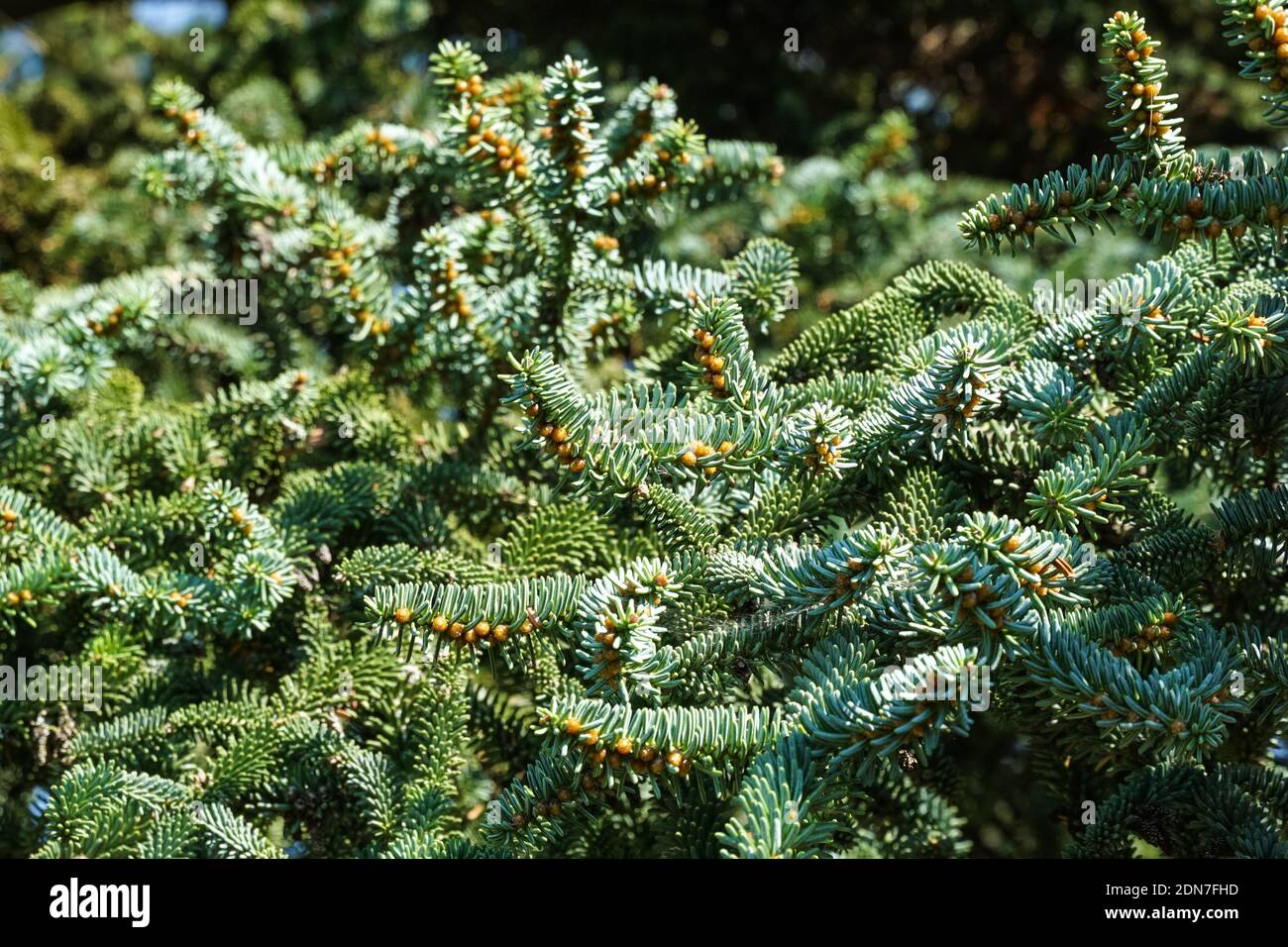Foliage of a Spanish fir, Abies pinsapo Stock Photo
