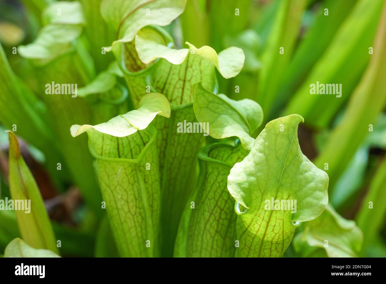 Sarracenia rubra, sweet pitcherplant, carnivorous plant, Sarracenia rubra subsp. wherryi, carnivorous insect eating plant Stock Photo