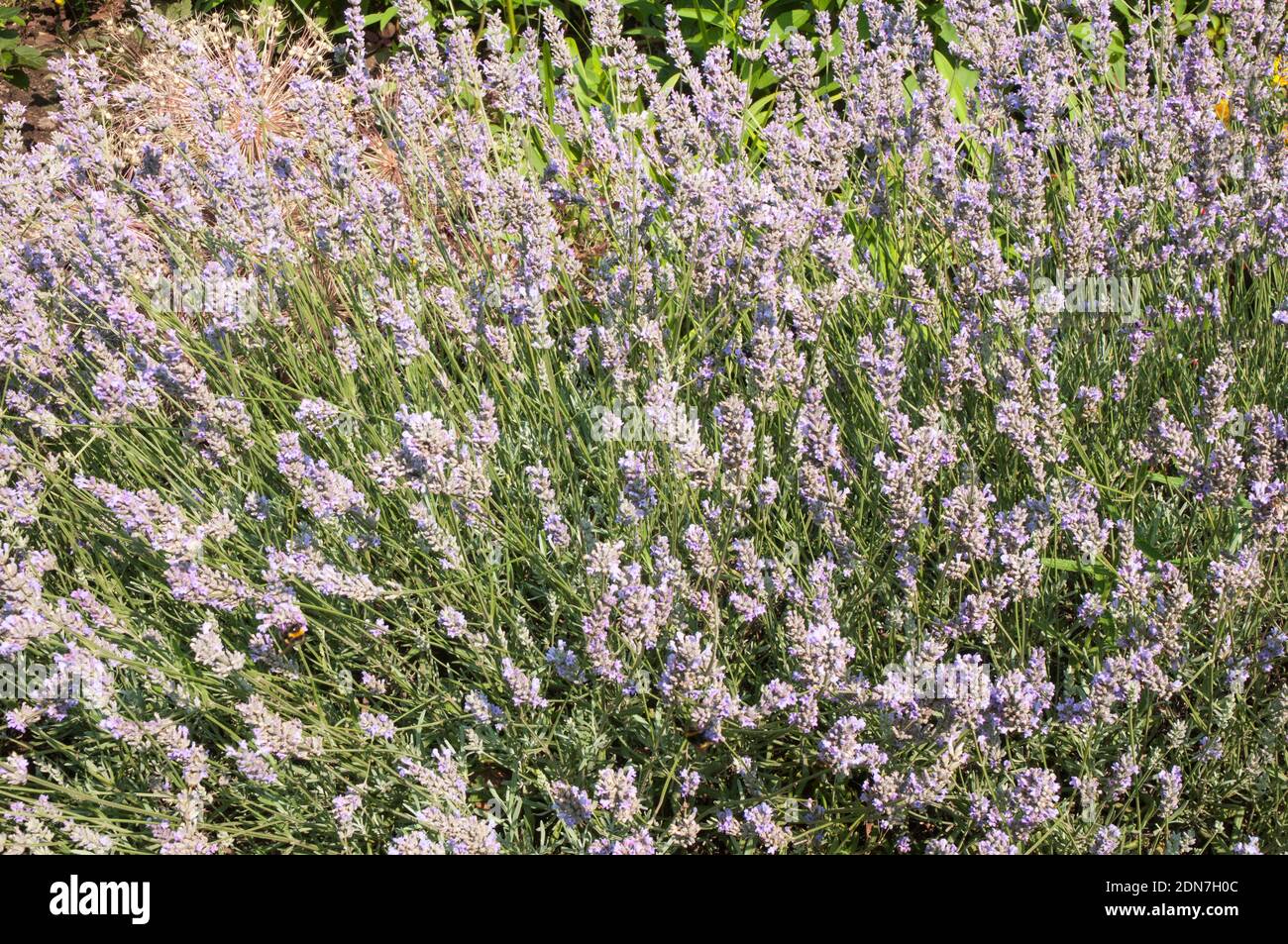 Lavandula Lavender Munstead in flower growing along the edge of an herbaceous border in summer A perennial evergreen shrub that is frost hardy Stock Photo