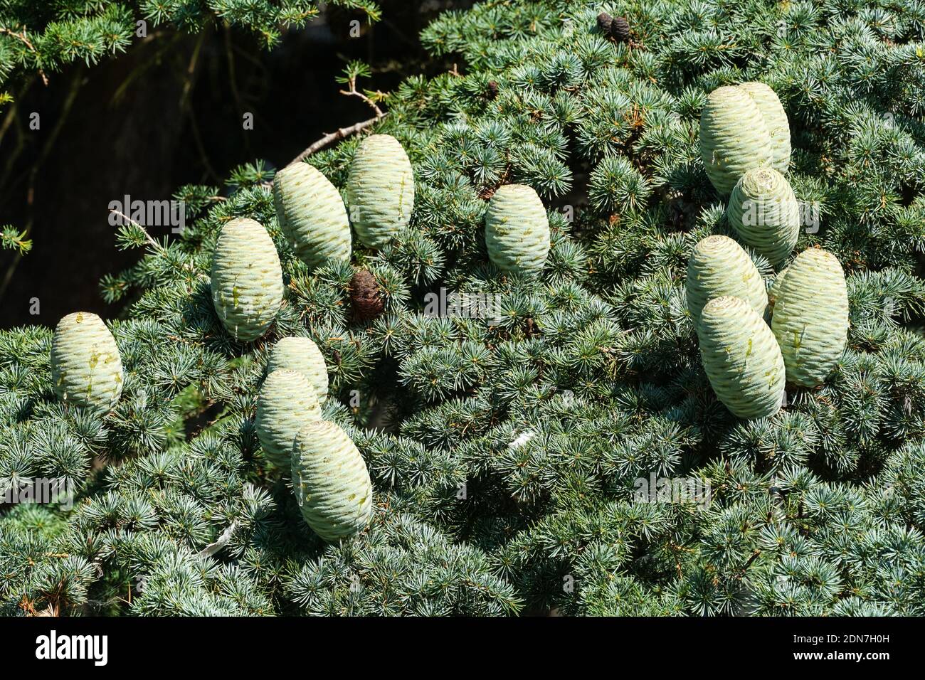 The deodar cedar, Cedrus deodara, branch with cones Stock Photo