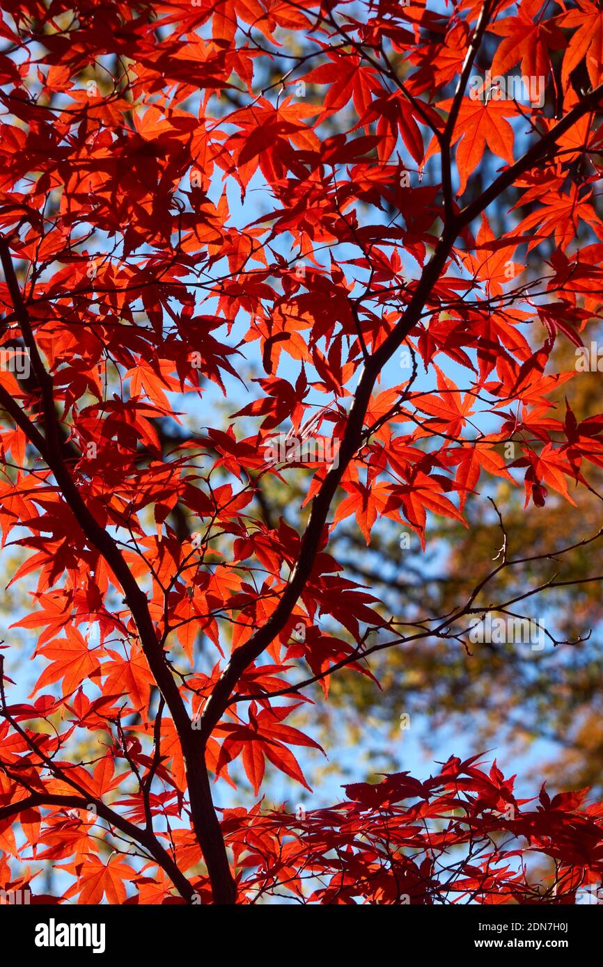 Backlit red Japanese Maple (Acer palmatum) tree leaves in the fall, Vancouver, British Columbia, Canada Stock Photo