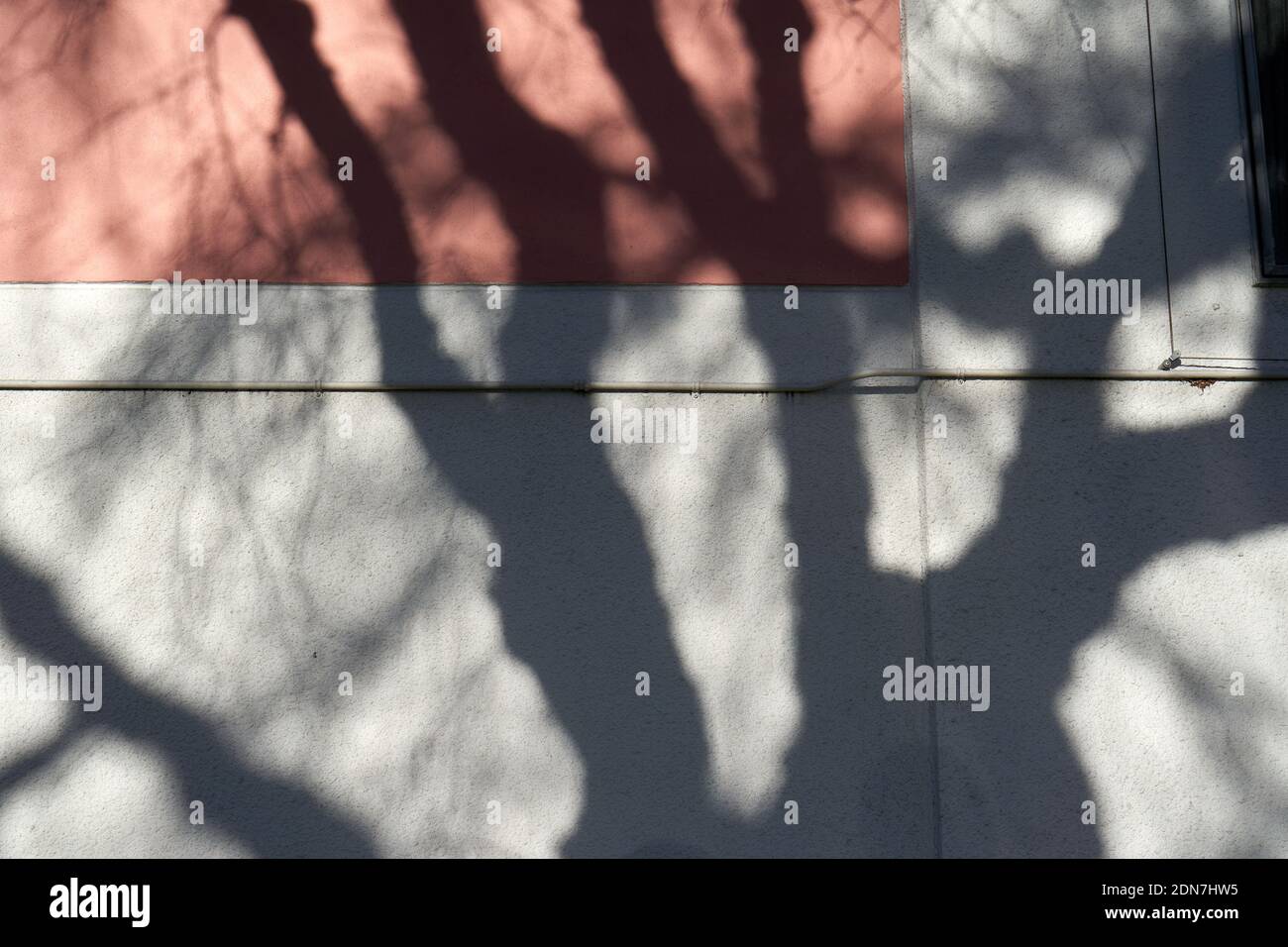 Dark bare tree branches shadows cast on the wall of a building in winter Stock Photo