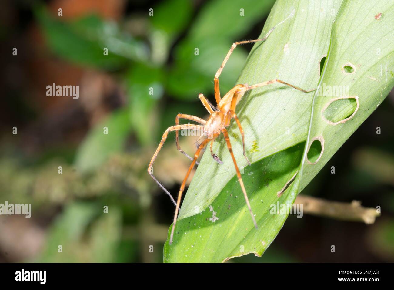 Ghost Spider (Family Anyphaenidae) on a leaf at night on a leaf in the understory of montane rainforest in the Los Cedros Reserve, western Ecuador Stock Photo - Alamy Ghost Spider (Family Anyphaenidae) on a leaf at night on a leaf in the understory of montane rainforest in the Los Cedros Reserve, western Ecuador Stock Photo - Alamy