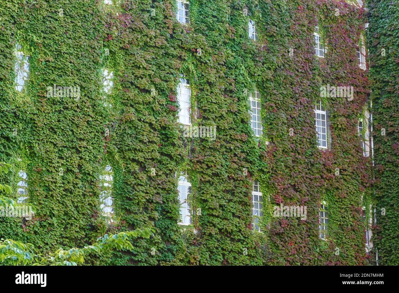 Ivy growing on a college building in Cambridge, Cambridgeshire England United Kingdom UK Stock Photo