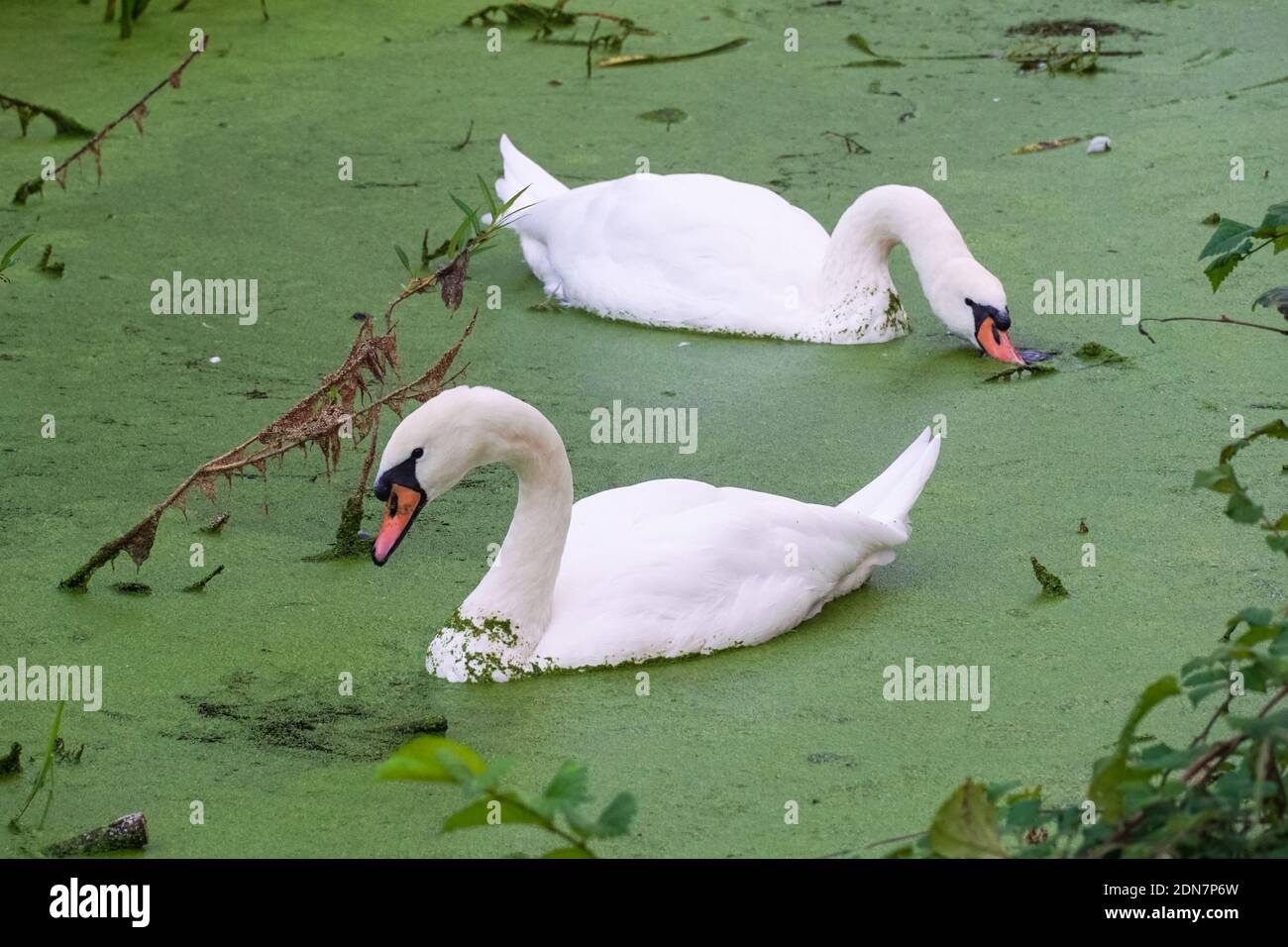 Pair of mute swans swimming through common duckweed Stock Photo