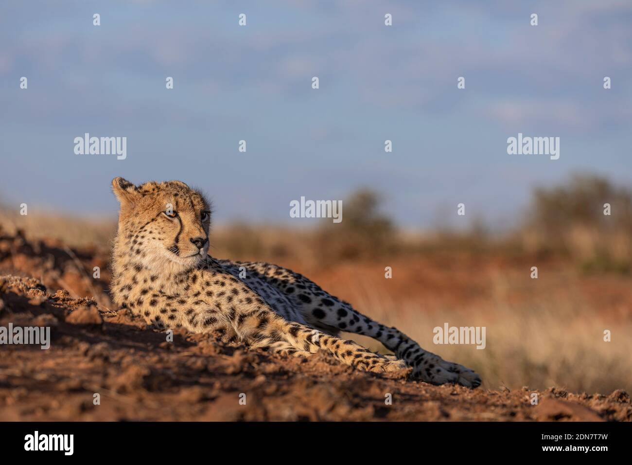 Portrait of cheetah that lies on the dusty ground, staring ahead.  Landscape orientation, Stock Photo