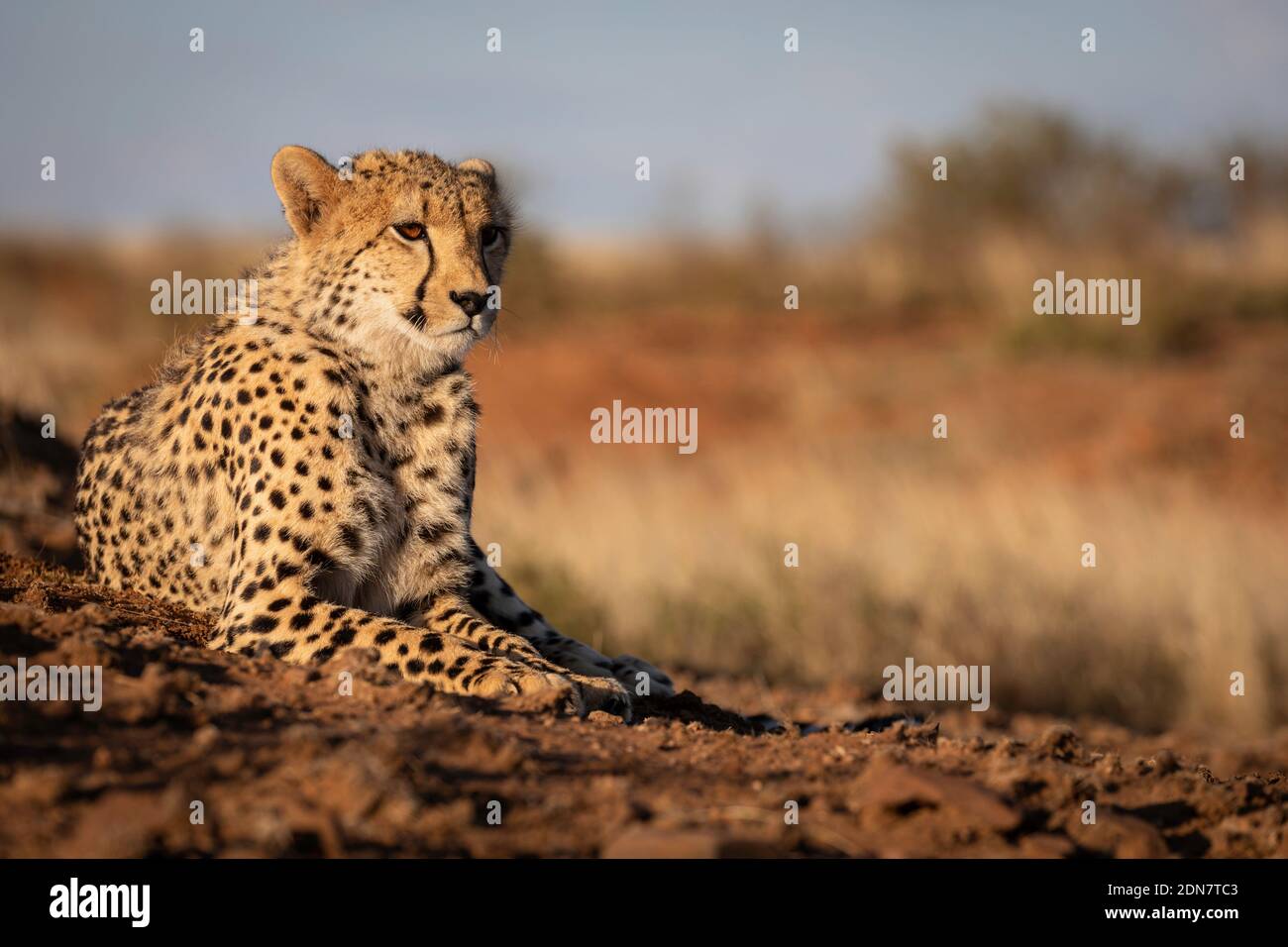 Portrait of cheetah that lies on the dusty ground, staring ahead.  Landscape orientation, Stock Photo