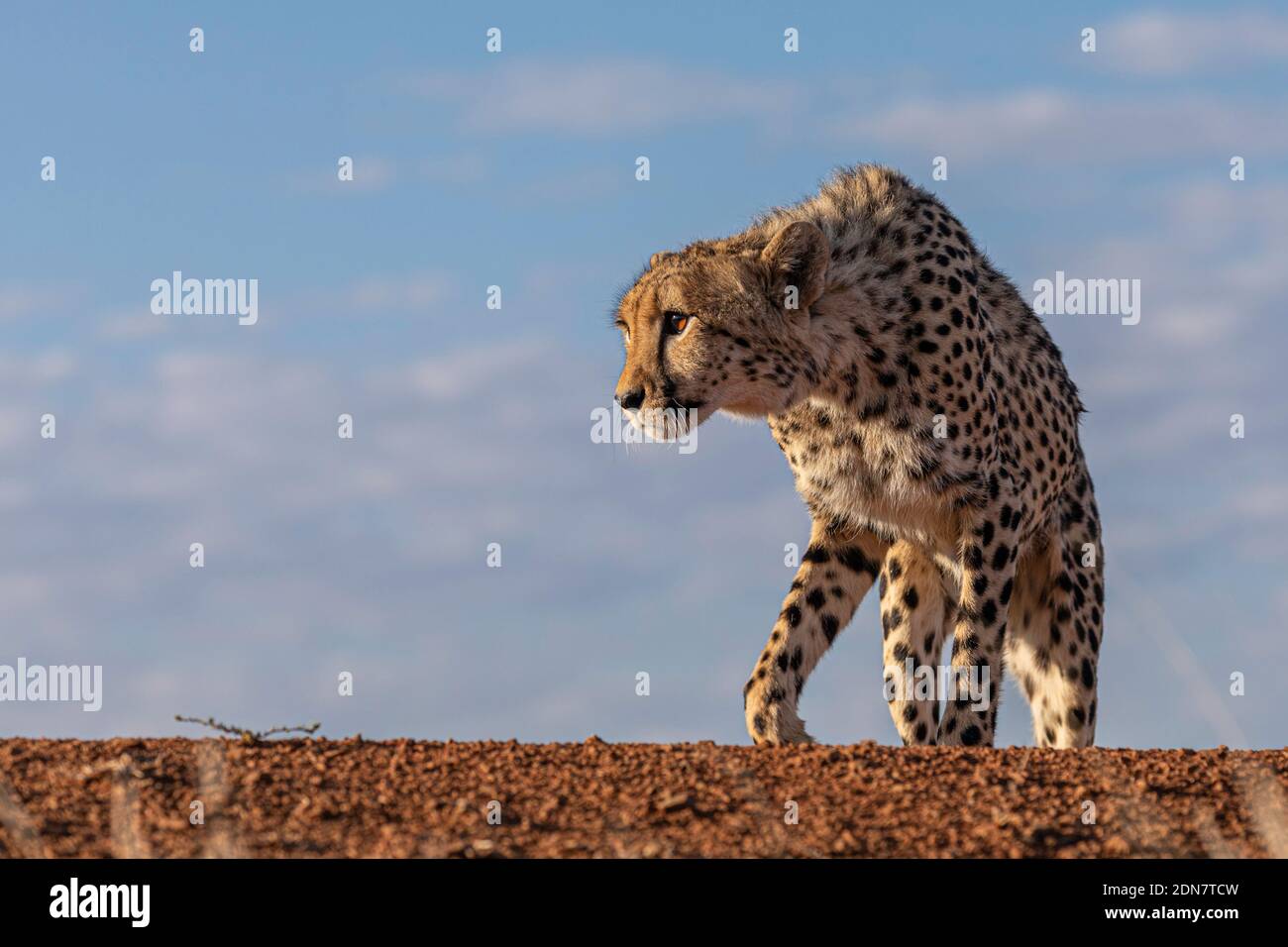young cheetah stares at potential prey in the distance, against a blue sky background , low angle Stock Photo