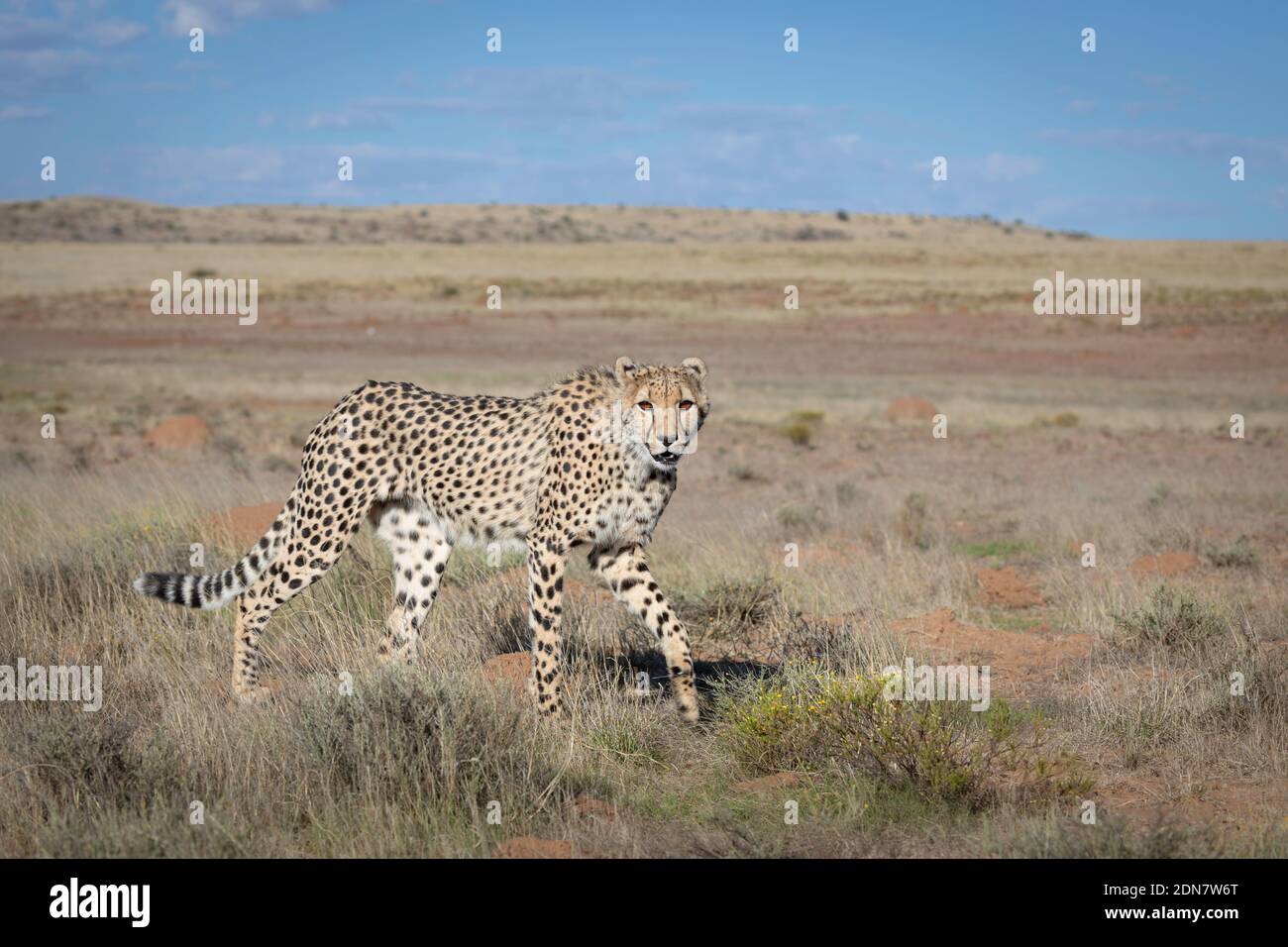 Young cheetah walks across a grassland, with blue sky in the background, low angle perspective Stock Photo