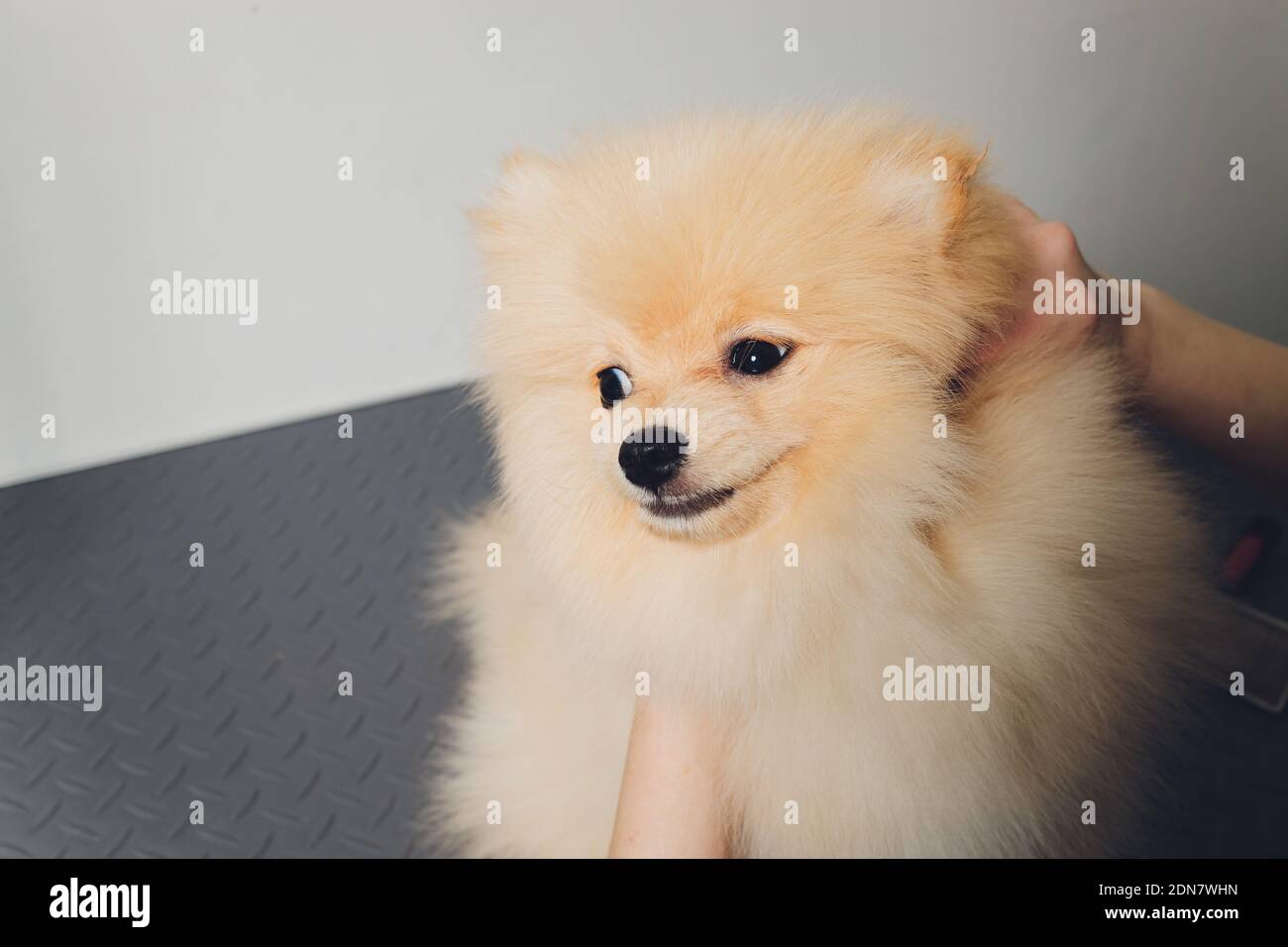 What Breed Is Sssniperwolfs Dogs