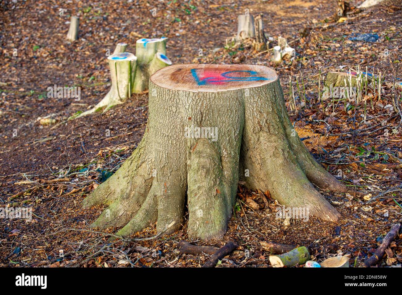 Aylesbury Vale, Buckinghamshire, UK. 17th December, 2020. The sad sight of tree stumps are all that remain of part of the Scheduled Monument of Grim's Ditch following their destruction by HS2. Locals and environmentalists are furious about this loss of woodland and wildlife habitat. The hugely controversial HS2 High Speed Rail from London to Birmingham link puts 108 ancient woodlands, 33 SSSIs and 693 wildlife areas at risk. Credit: Maureen McLean Stock Photo