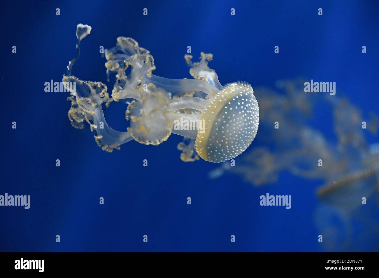 Close-up Of Jellyfish Swimming In Sea Stock Photo