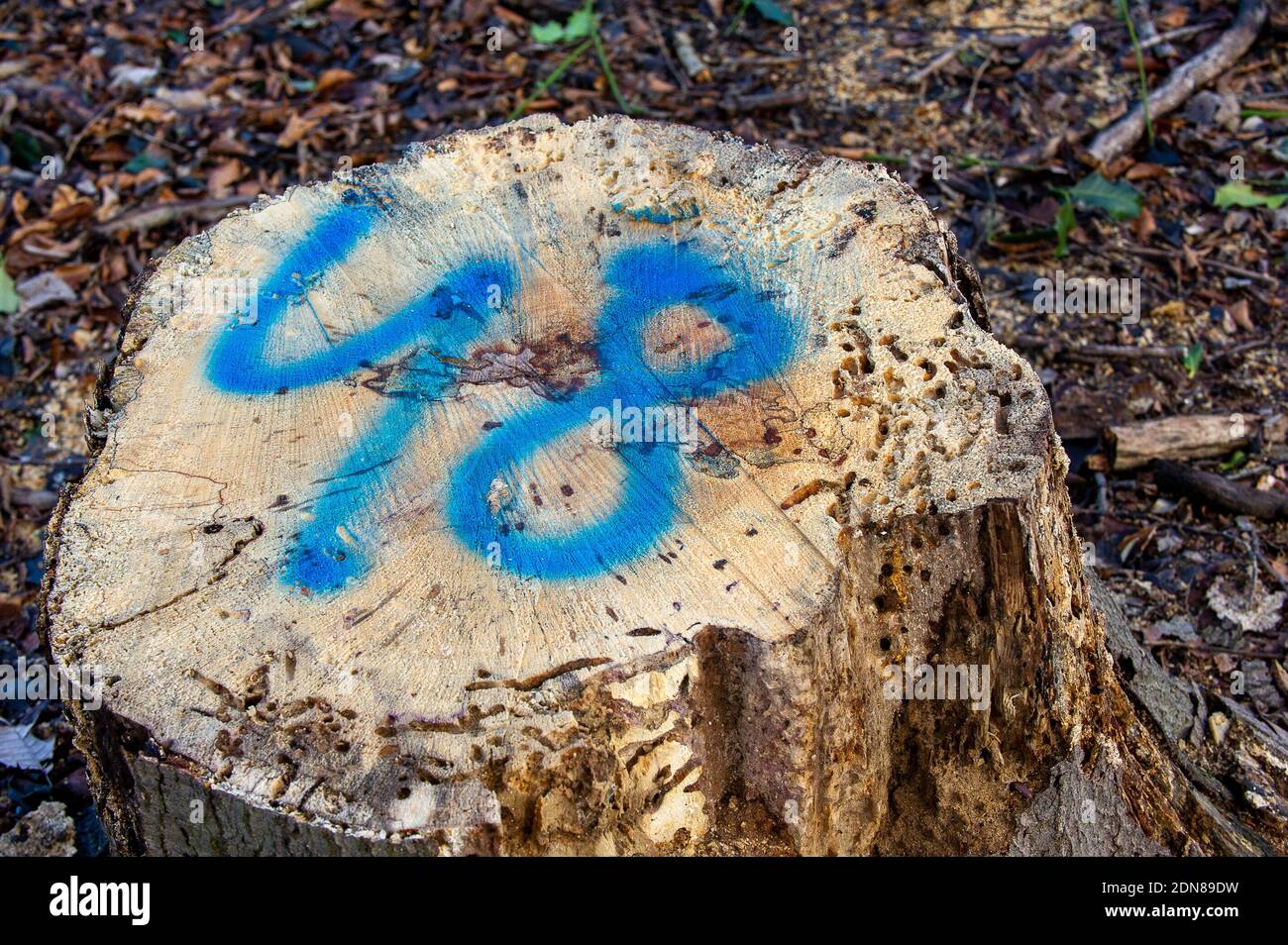 Aylesbury Vale, Buckinghamshire, UK. 17th December, 2020. The sad sight of tree stumps are all that remain of part of the Scheduled Monument of Grim's Ditch following their destruction by HS2. Locals and environmentalists are furious about this loss of woodland and wildlife habitat. The hugely controversial HS2 High Speed Rail from London to Birmingham link puts 108 ancient woodlands, 33 SSSIs and 693 wildlife areas at risk. Credit: Maureen McLean Stock Photo