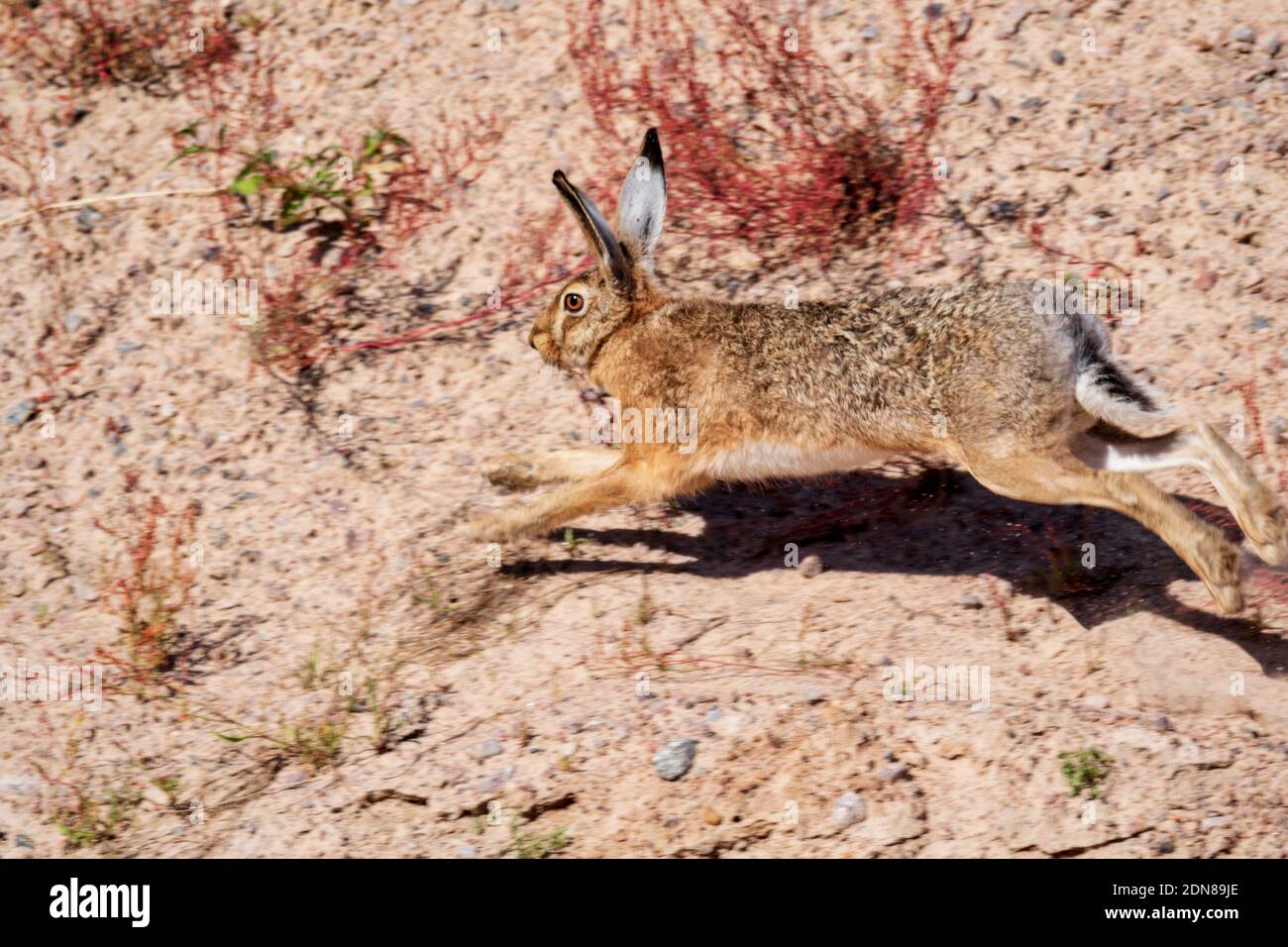 Hare - Jackrabbit - Rabbit In Arrid Sandy Terrain Running Away Stock Photo