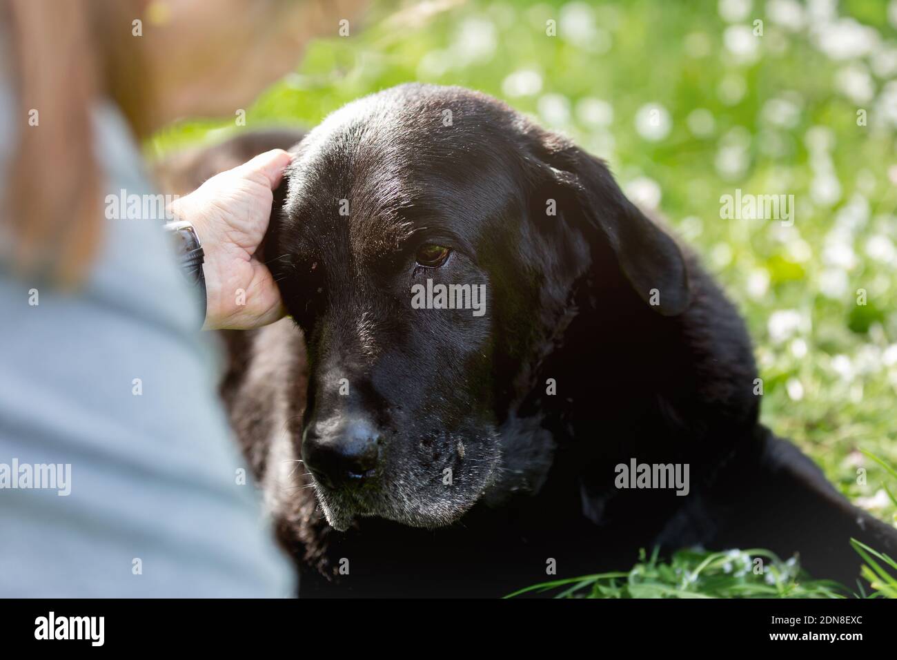Close-up Portrait Of Black Labrador With Humans Hand Stock Photo - Alamy