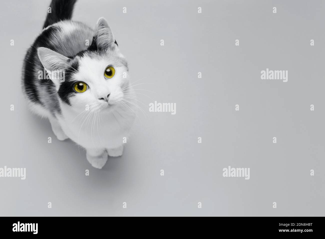 Cute little kitten with Illuminating Yellow eyes sits on Ultimate Gray background. Creative design demonstrating colors of the year 2021 Stock Photo