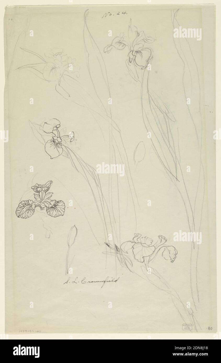 Studies of Irises, Sophia L. Crownfield, (American, 1862–1929), Graphite, pen and black ink on trace, Studies of various parts of irises, including stems and blossoms, from different angles filling most of the sheet., USA, early 20th century, textile designs, Drawing Stock Photo