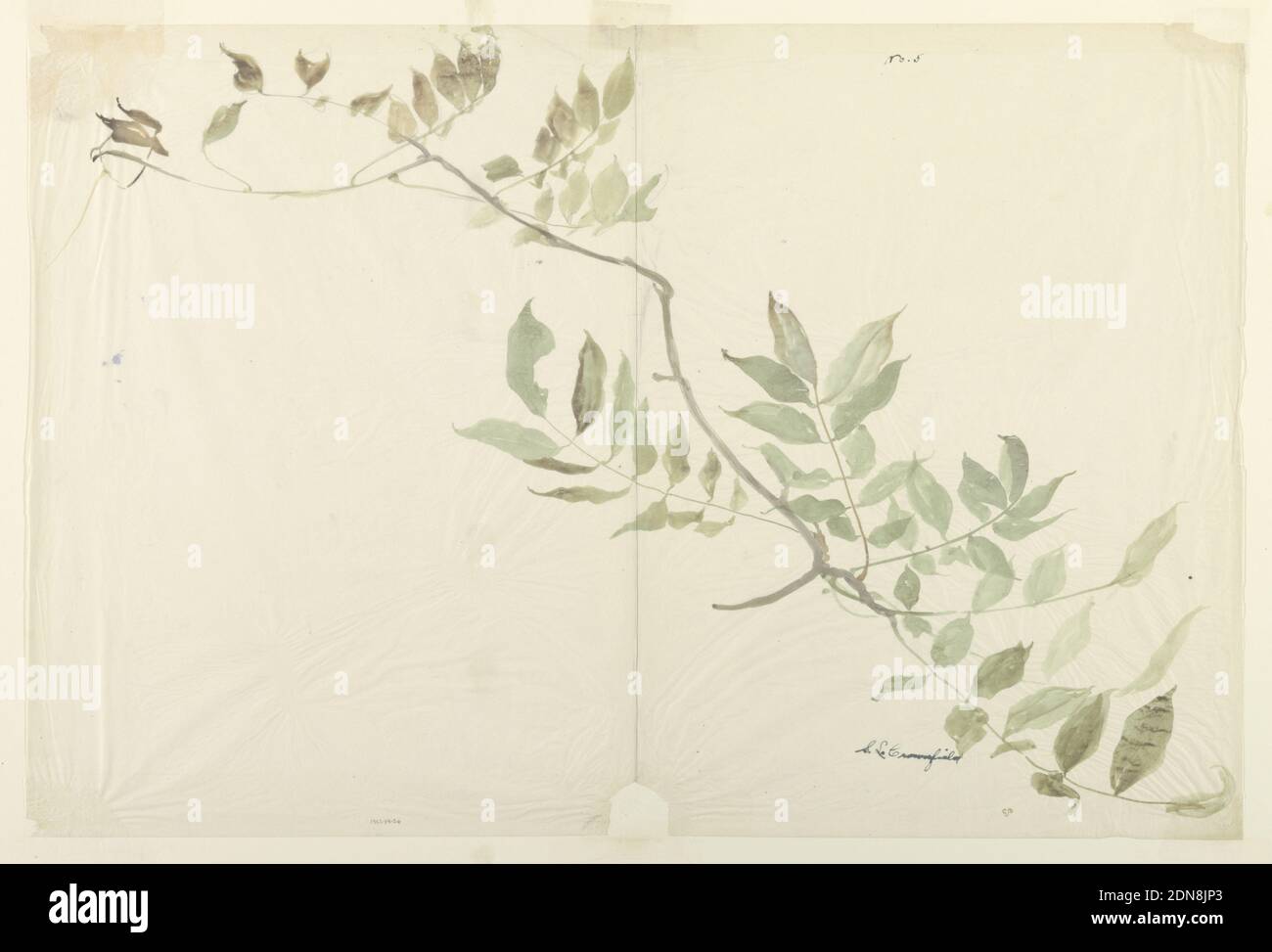 Study of Wisteria Foliage, Sophia L. Crownfield, (American, 1862–1929), Brush and watercolor on white tissue paper, Horizontal sheet depicting a single branch of wisteria drawn diagonally across the sheet., USA, early 20th century, nature studies, Drawing Stock Photo