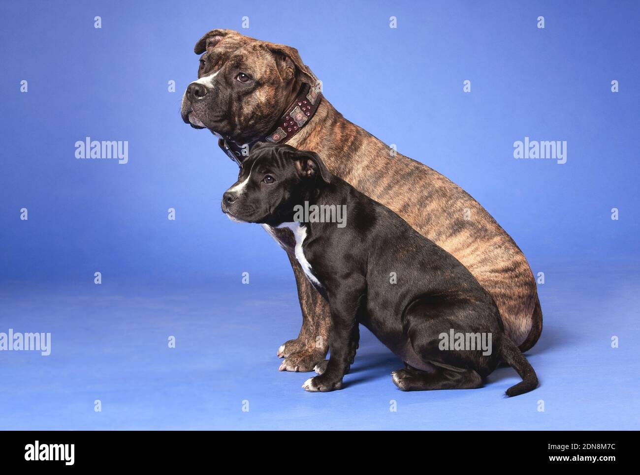 Two dogs, an adult and a puppy, breed American Staffordshire Terrier, brown tiger and black with white, sitting in a studio indoors, on a blue backgro Stock Photo