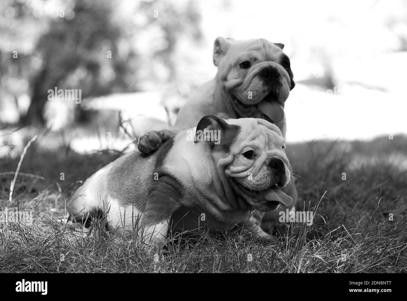 How To Care For My English Bulldog Puppy