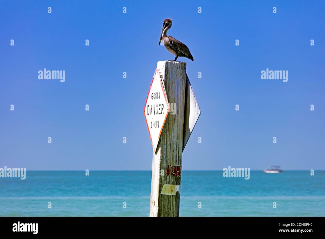 Pelican sitting on wooden stake with warning sign in background water ...