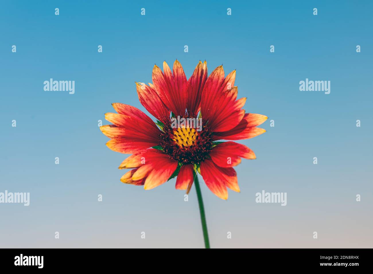 yellow and red flower in Al Khobar Saudi Arabia Stock Photo Alamy