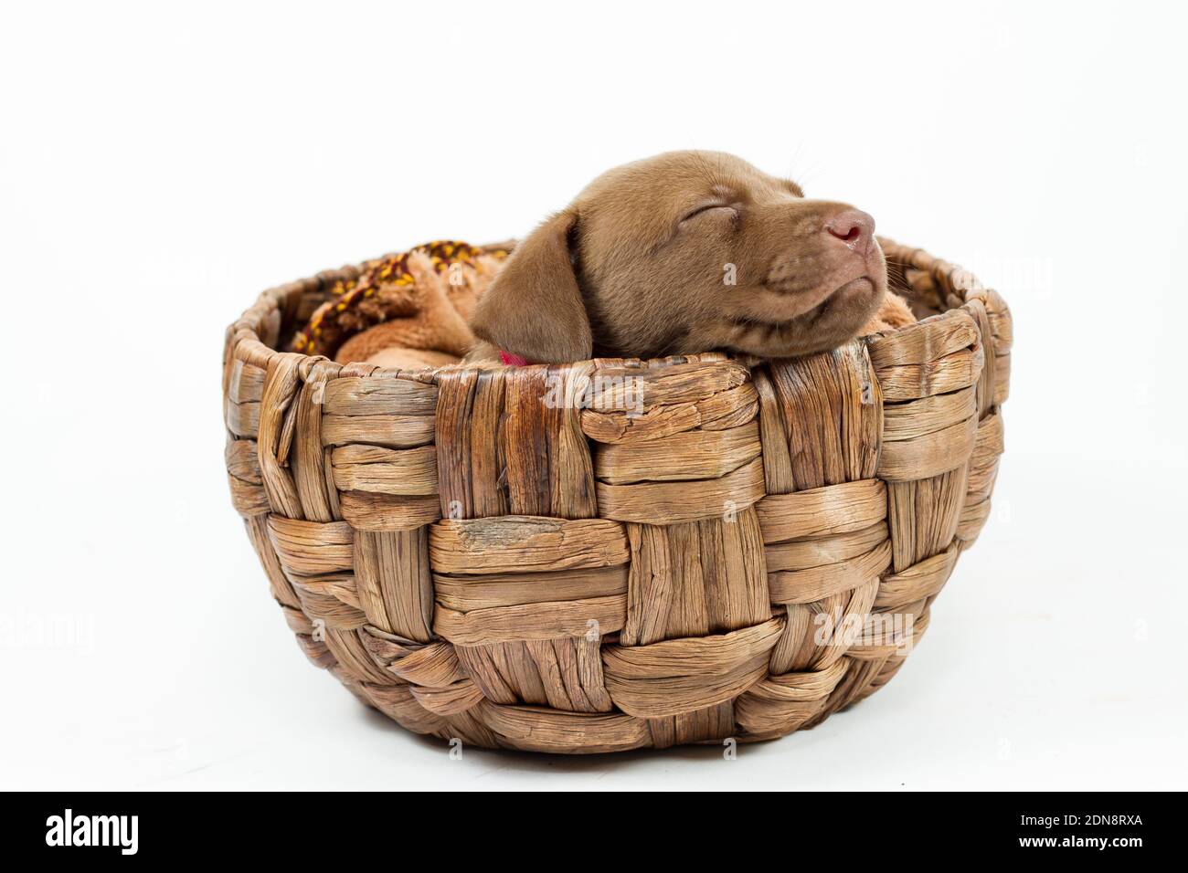dog sleeping basket