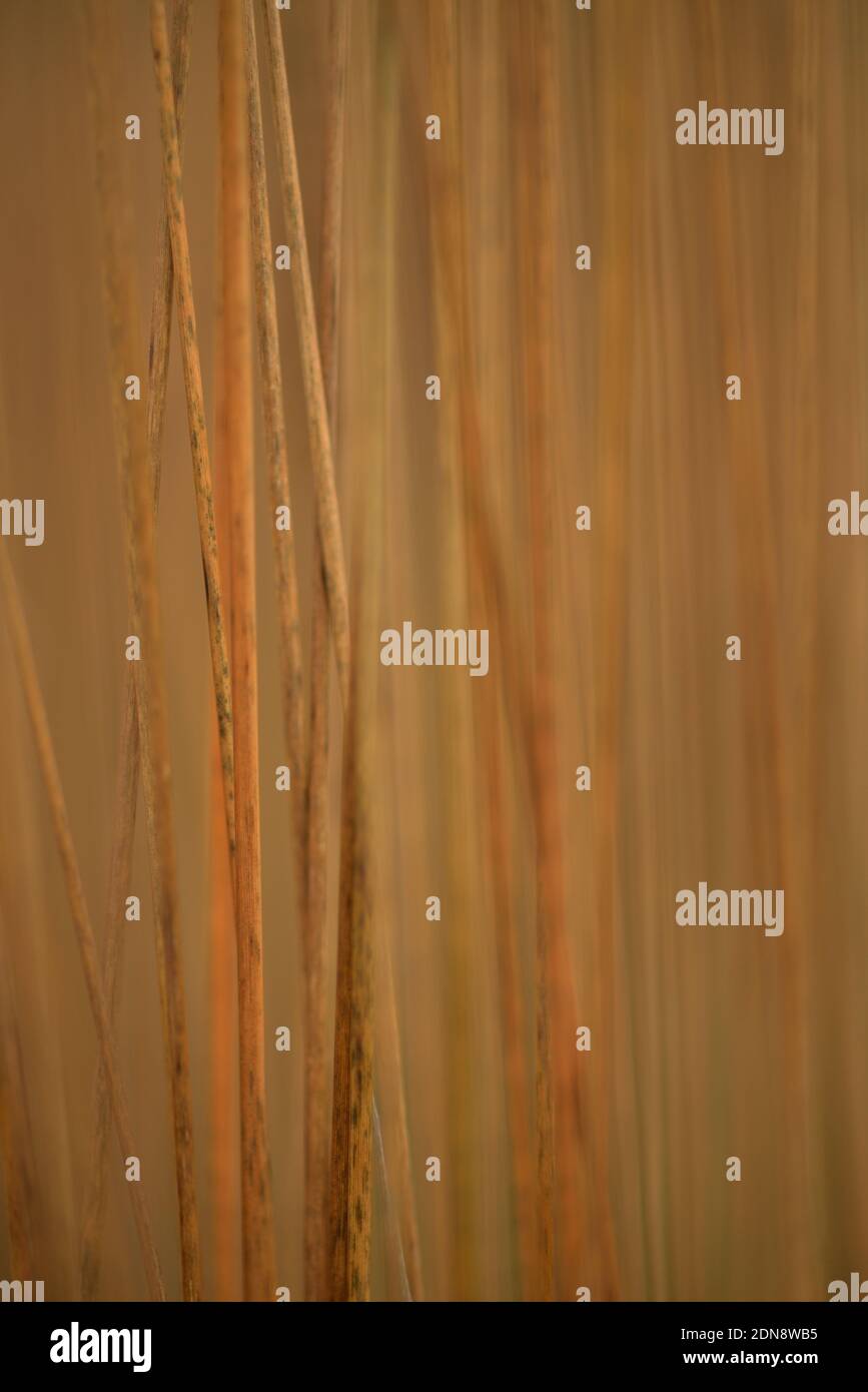 photographs from the Oudolf Field at Hauser and Wirth, Somerset Stock Photo