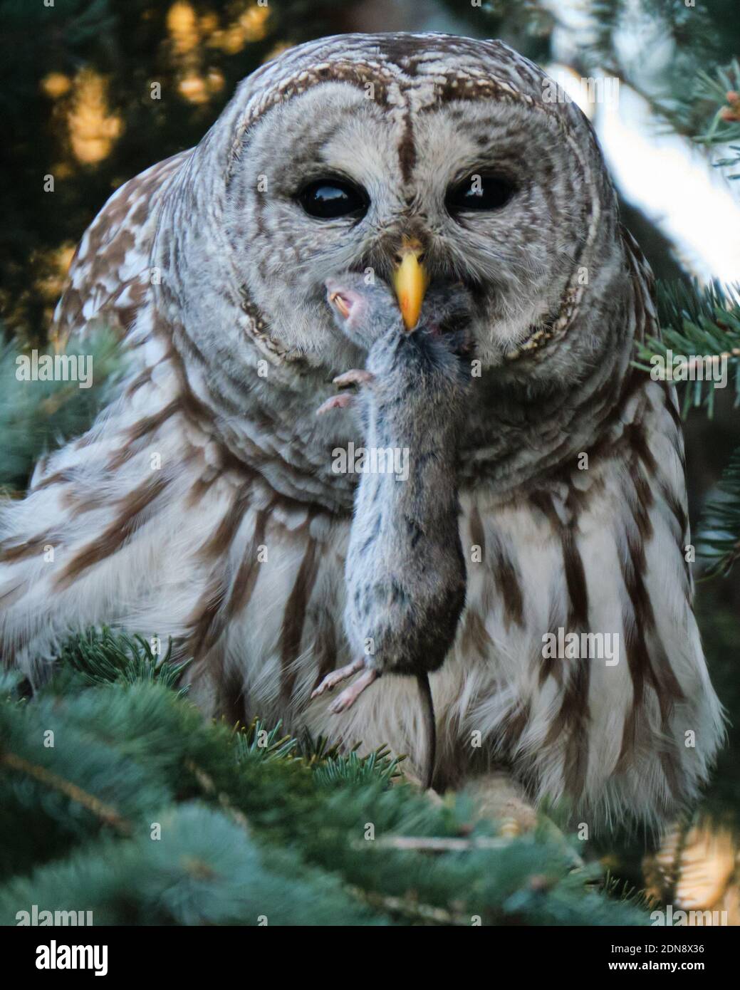 A Barred Owl eating a vole it just caught for its lunch. The Barred Owl, latin Strix varia, generally hunts small animals at night; however, is more active during the day than A Barred Owl eating a vole it just caught for its lunch. The Barred Owl, latin Strix varia, generally hunts small animals at night; however, is more active during the day than
