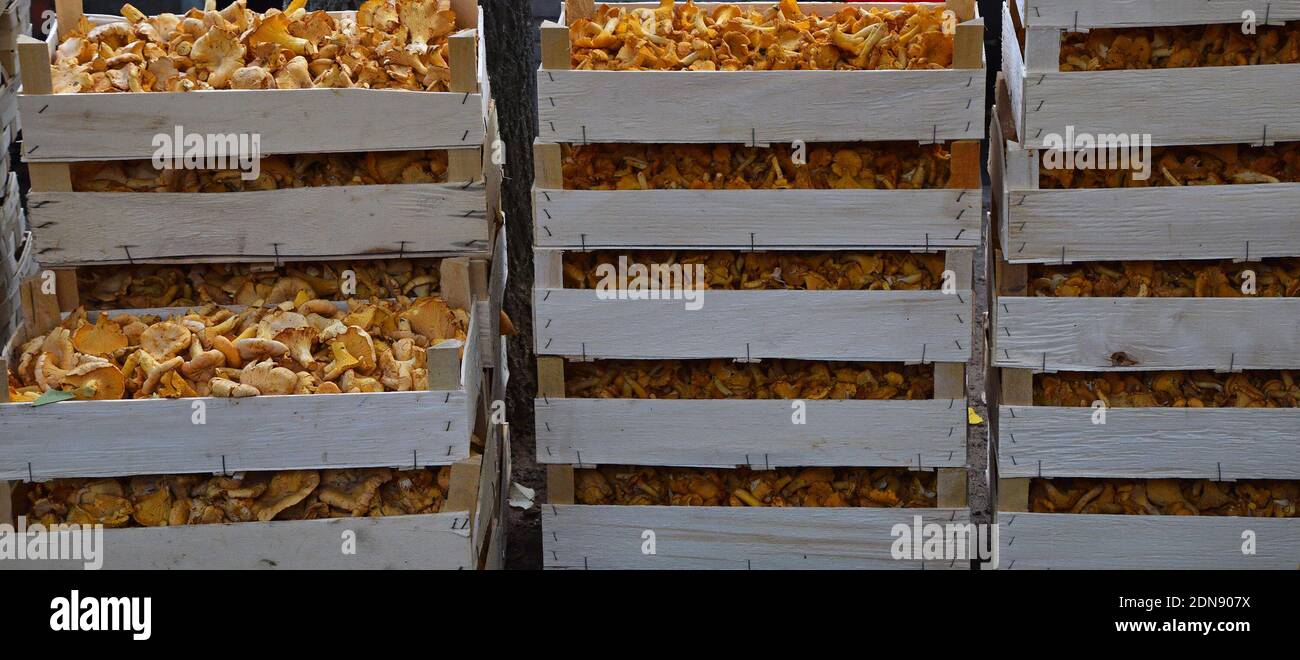 Stacked Crates Of Edible Mushrooms For Sale At Market Stock Photo
