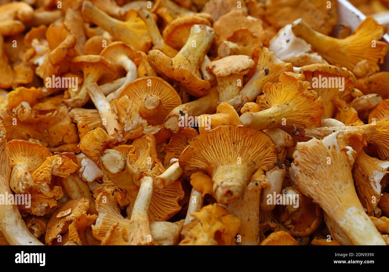 Full Frame Shot Of Mushrooms Stock Photo