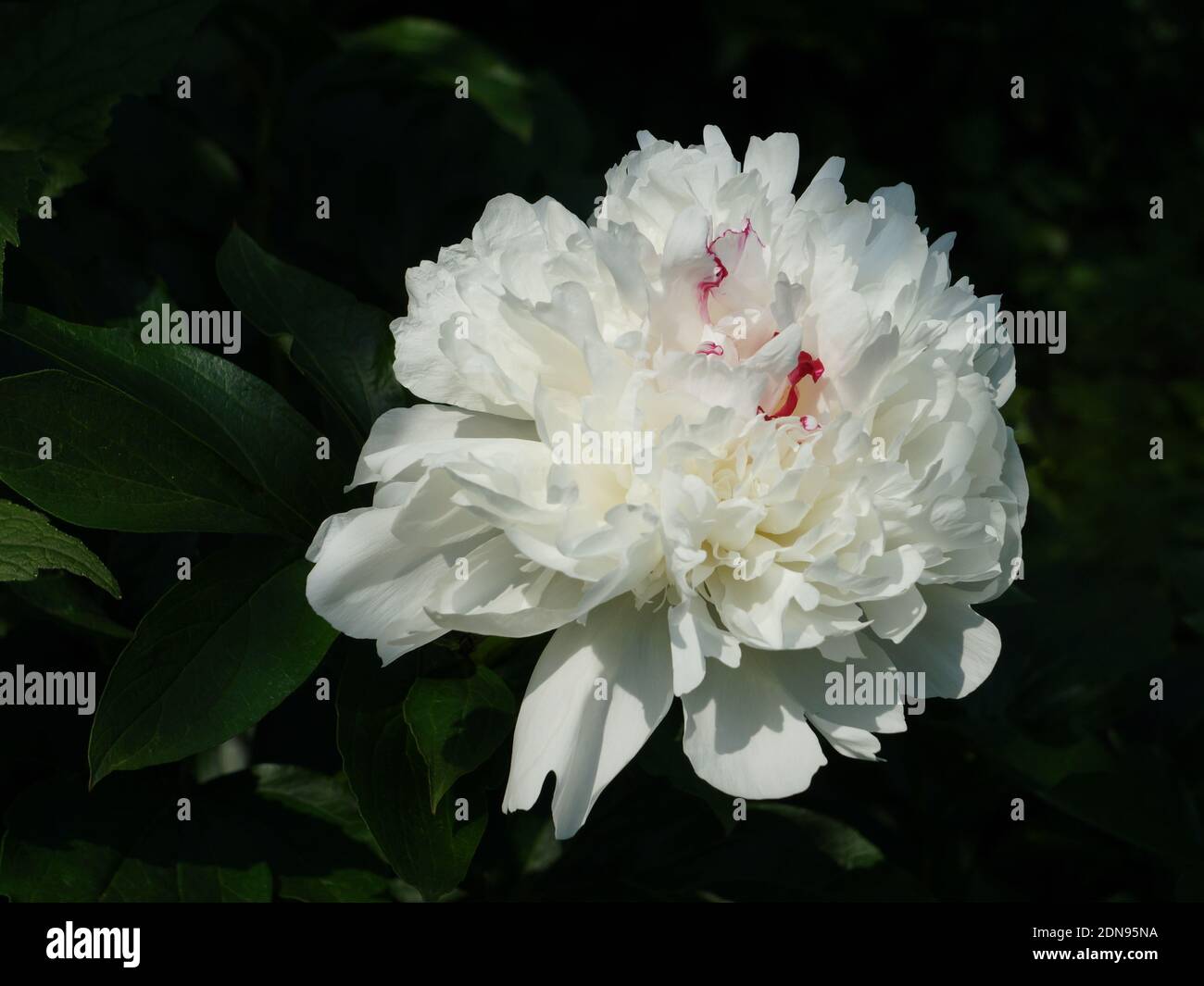 Peony Festiva Maxima.  Double white peony flower. Paeonia lactiflora (Chinese peony or common garden peony). Stock Photo