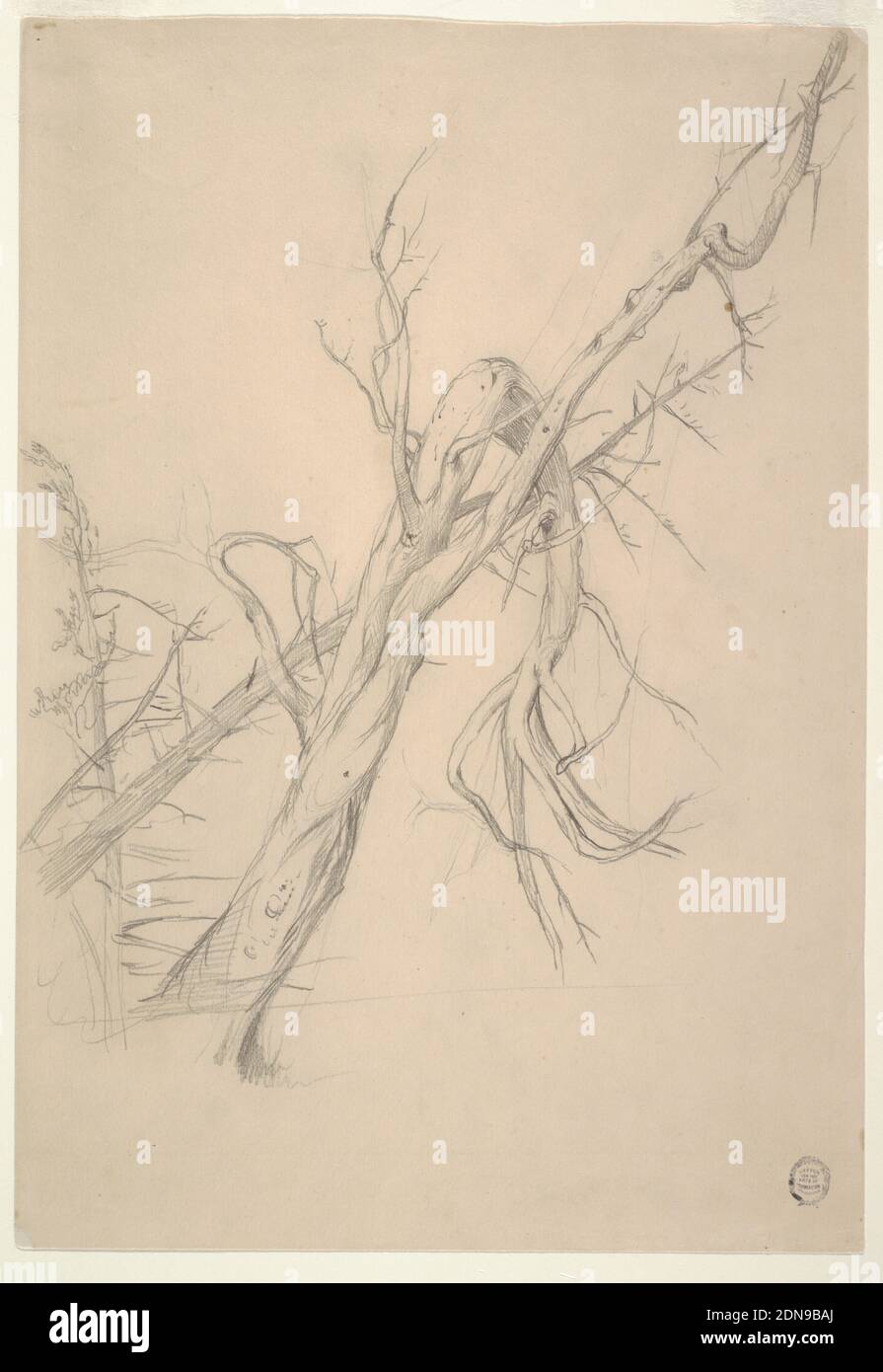 Gnarled Dead Tree, Frederic Edwin Church, American, 1826–1900, Graphite on buff paper, Recto: A gnarled tree, and horizontally at top left two caricature heads shown in profile and de face, respectively., Verso: A gnarled dead tree standing before an oblique and an upright tree., Jamaica, 1850s, nature studies, Drawing Stock Photo