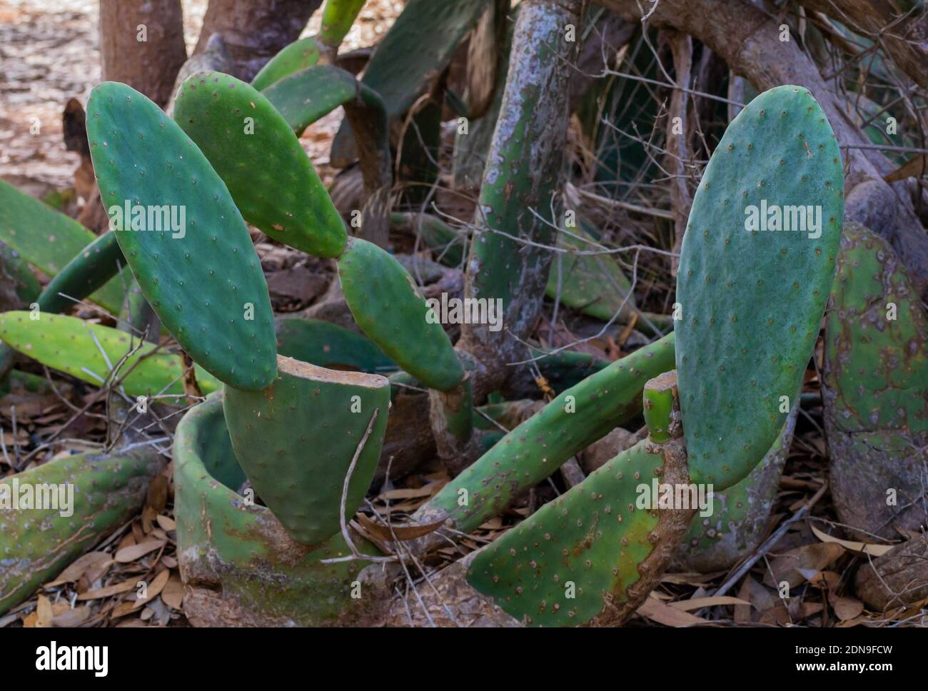 Prickly Pear Cactus with burgundy fruits in Cyprus. Opuntia, ficus-indica, Indian fig opuntia, barbary fig Stock Photo