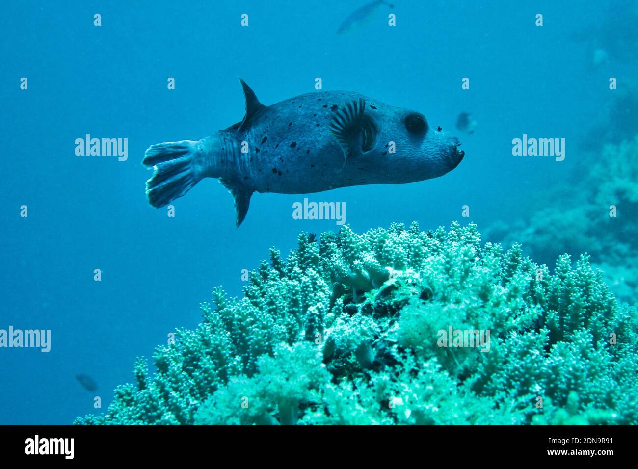 Fish Swimming In Sea. Black Spotted Puffer In The Coral Reef In Mnemba