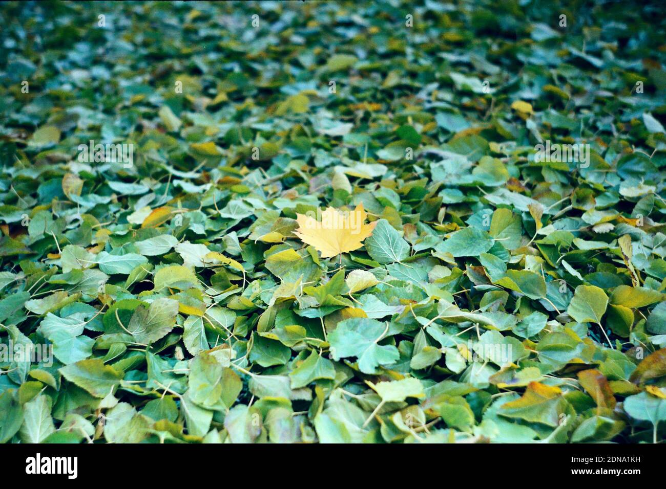 single yellow maple leaf lying on the ground Stock Photo - Alamy