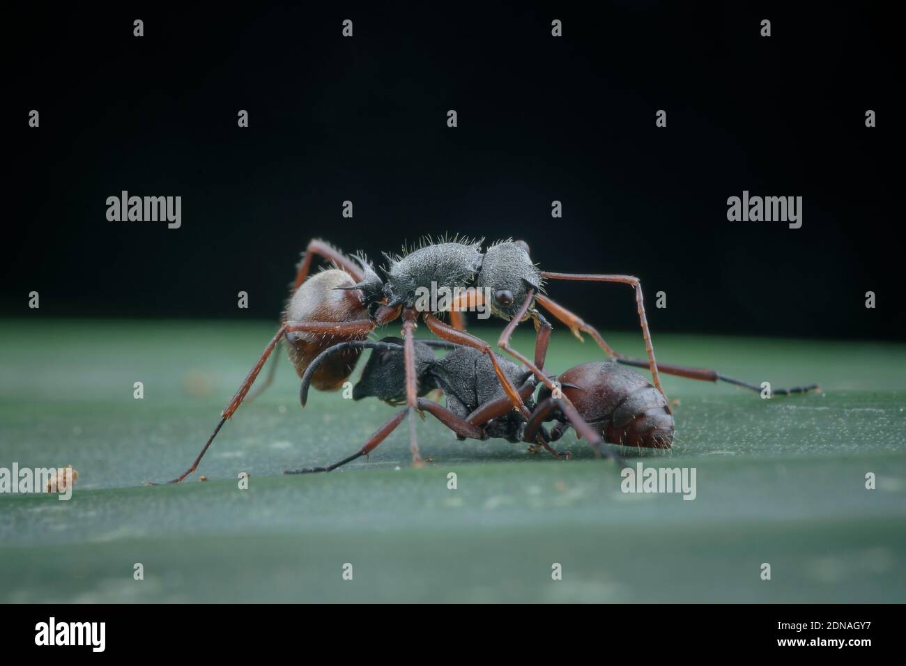 Ant mating hires stock photography and images Alamy