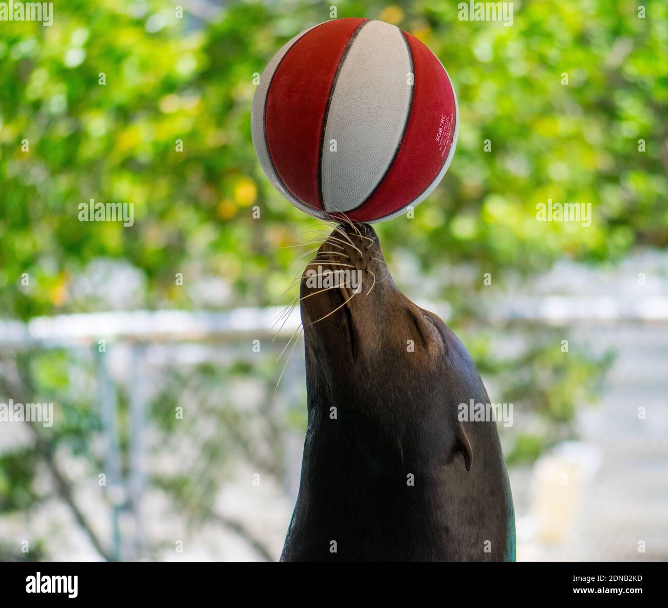 Closeup Of Seal Balancing A Ball Stock Photo Alamy