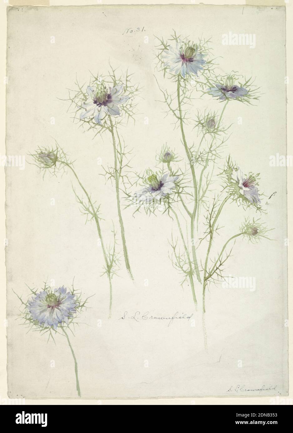 Study of Love-in-a-mist, Sophia L. Crownfield, (American, 1862–1929), Brush and watercolor on white paper, Vertical sheet depicting six stalks of love-in-a-mist with in blue blossoms., USA, late 19th century, nature studies, Drawing Stock Photo